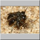 Miscophus ater - Grabwespe 001c 5mm - Paarung mit Spinne - OS-Wallenhorst-Sandgrube-det.jpg